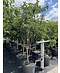 Venovi GmbH Japanischer Blumenhartriegel 'Starlight' - Mehrstämmig | Cornus 'Starlight'