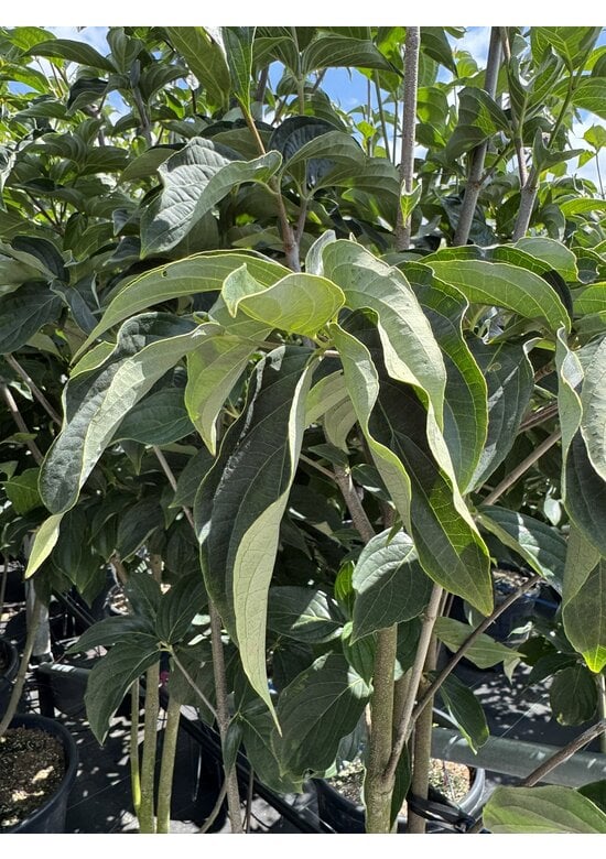 Japanischer Blumenhartriegel 'Starlight' - Mehrstämmig | Cornus 'Starlight'