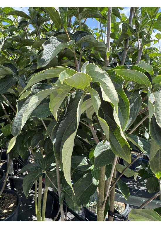 Japanischer Blumenhartriegel 'Starlight' - Mehrstämmig | Cornus 'Starlight'