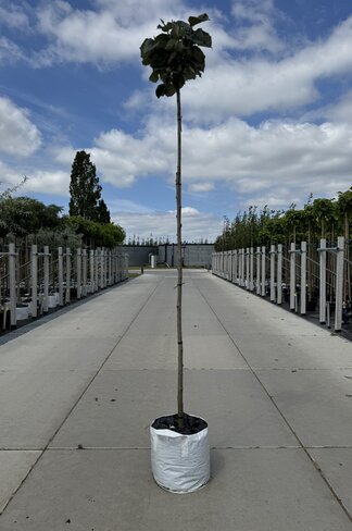 Kugel Silberlinde 'Silver Globe' | Tilia cordata 'Silver Globe'