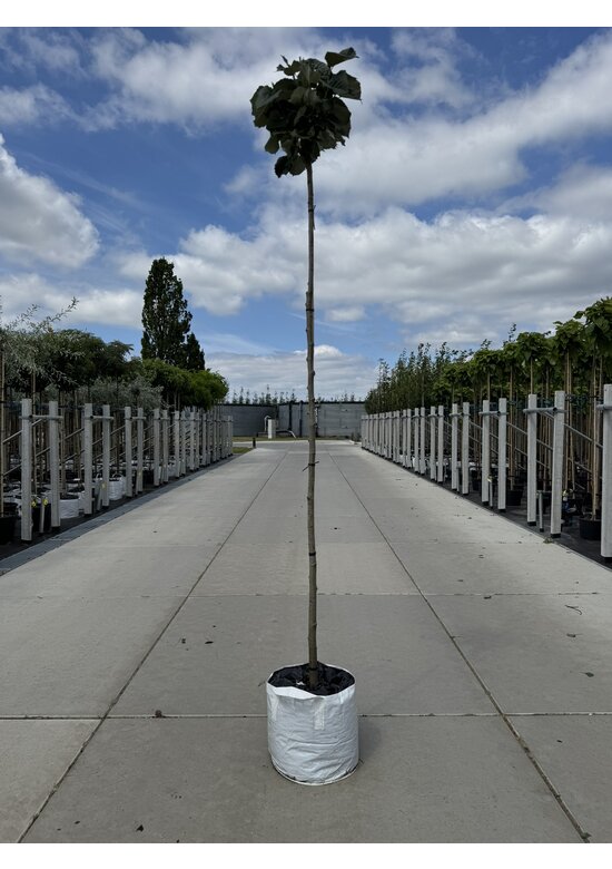 Kugel Silberlinde 'Silver Globe' | Tilia cordata 'Silver Globe'