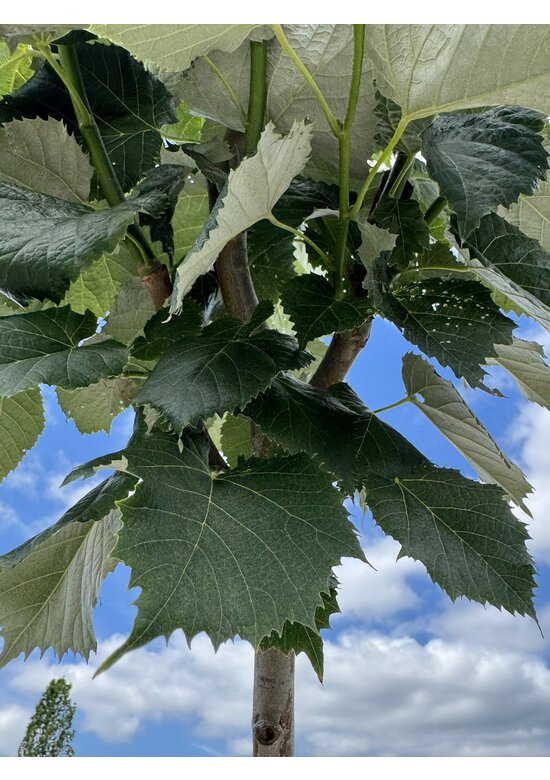 Kugel Silberlinde 'Silver Globe' | Tilia cordata 'Silver Globe'