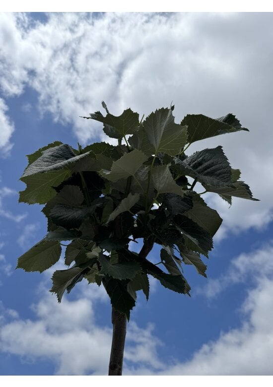 Kugel Silberlinde 'Silver Globe' | Tilia cordata 'Silver Globe'