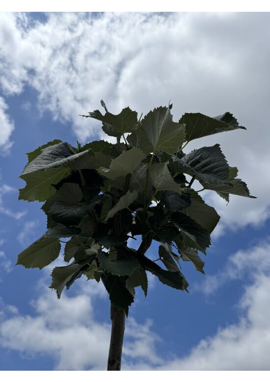 Kugel Silberlinde 'Silver Globe' | Tilia cordata 'Silver Globe'