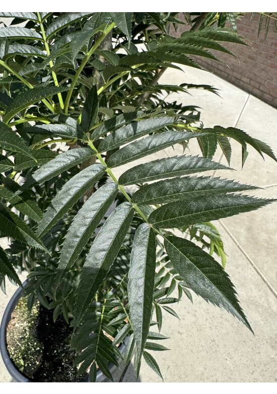 Ebersche 'Dodong' - Mehrstämmig | Sorbus 'Dodong'