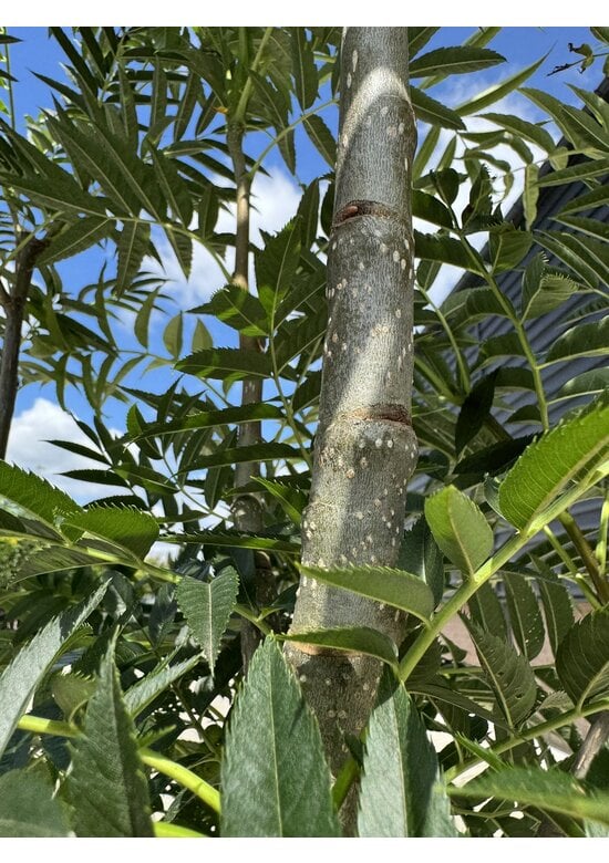 Eberesche 'Dodong' - Mehrstämmig | Sorbus 'Dodong'