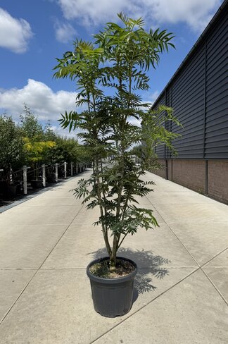 Ebersche 'Dodong' - Mehrstämmig | Sorbus 'Dodong' Ebersche 'Dodong' - Mehrstämmig | Sorbus 'Dodong'