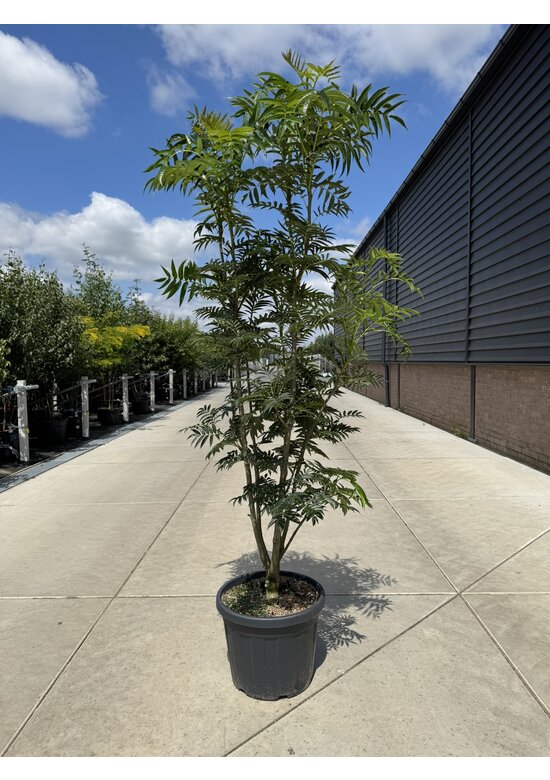 Ebersche 'Dodong' - Mehrstämmig | Sorbus 'Dodong'