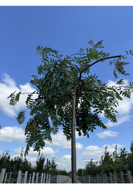 Hänge-Eberesche 'Pendula' | Sorbus aucuparia 'Pendula'