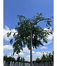 Hänge-Eberesche 'Pendula' | Sorbus aucuparia 'Pendula'