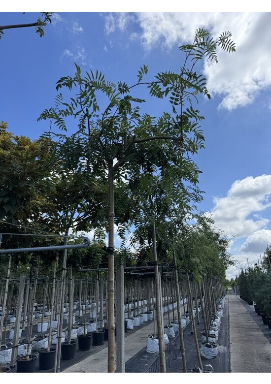 Hänge-Eberesche 'Pendula' | Sorbus aucuparia 'Pendula'