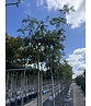 Hänge-Eberesche 'Pendula' | Sorbus aucuparia 'Pendula'