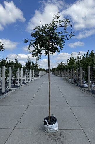 Hänge-Eberesche 'Pendula' | Sorbus aucuparia 'Pendula'