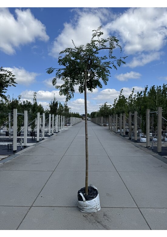 Hänge-Eberesche 'Pendula' | Sorbus aucuparia 'Pendula'
