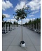 Hänge-Eberesche 'Pendula' | Sorbus aucuparia 'Pendula'