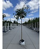 Hänge-Eberesche 'Pendula' | Sorbus aucuparia 'Pendula'