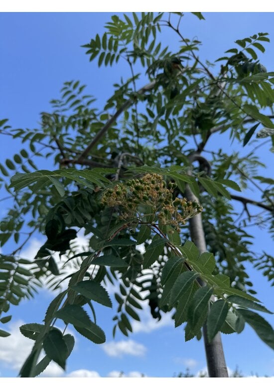 Hänge-Eberesche 'Pendula' | Sorbus aucuparia 'Pendula'