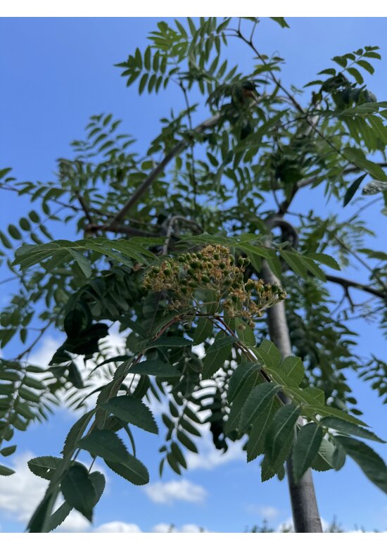 Hänge-Eberesche 'Pendula' | Sorbus aucuparia 'Pendula'