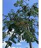 Hänge-Eberesche 'Pendula' | Sorbus aucuparia 'Pendula'