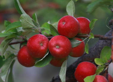 Apfelbaum als Spalier Apfelbaum als Spalier