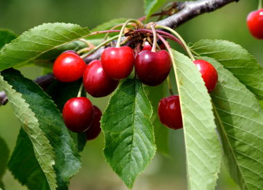 Kirschbaum als Spalier Kirschbaum als Spalier
