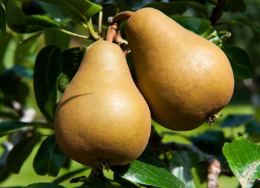 Birnenbaum als Spalier Birnenbaum als Spalier