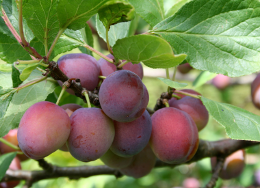 Pflaumenbaum als Spalier Pflaumenbaum als Spalier