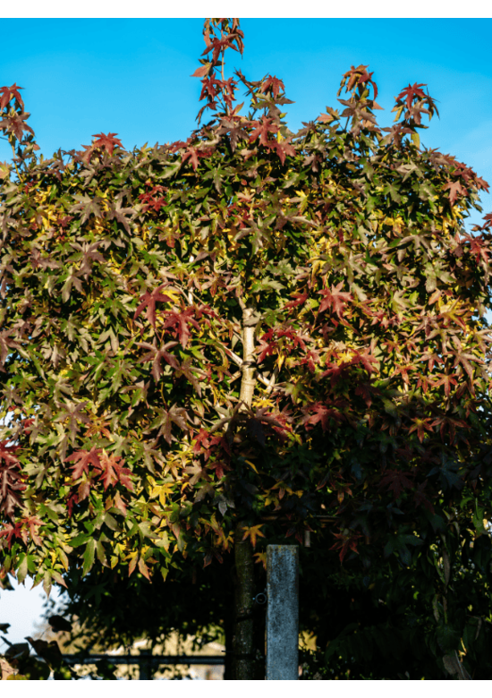 Amberbaum 'Worplesdon' Spalier | Liquidambar styraciflua 'Worplesdon'