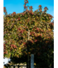 Amberbaum 'Worplesdon' - Spalierbaum | Liquidambar styraciflua 'Worplesdon'