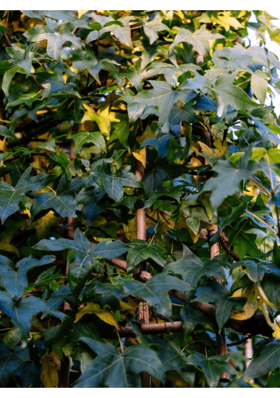 Amberbaum 'Worplesdon' Spalier | Liquidambar styraciflua 'Worplesdon'