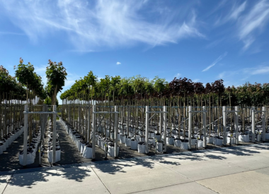 Kugelförmige Bäume