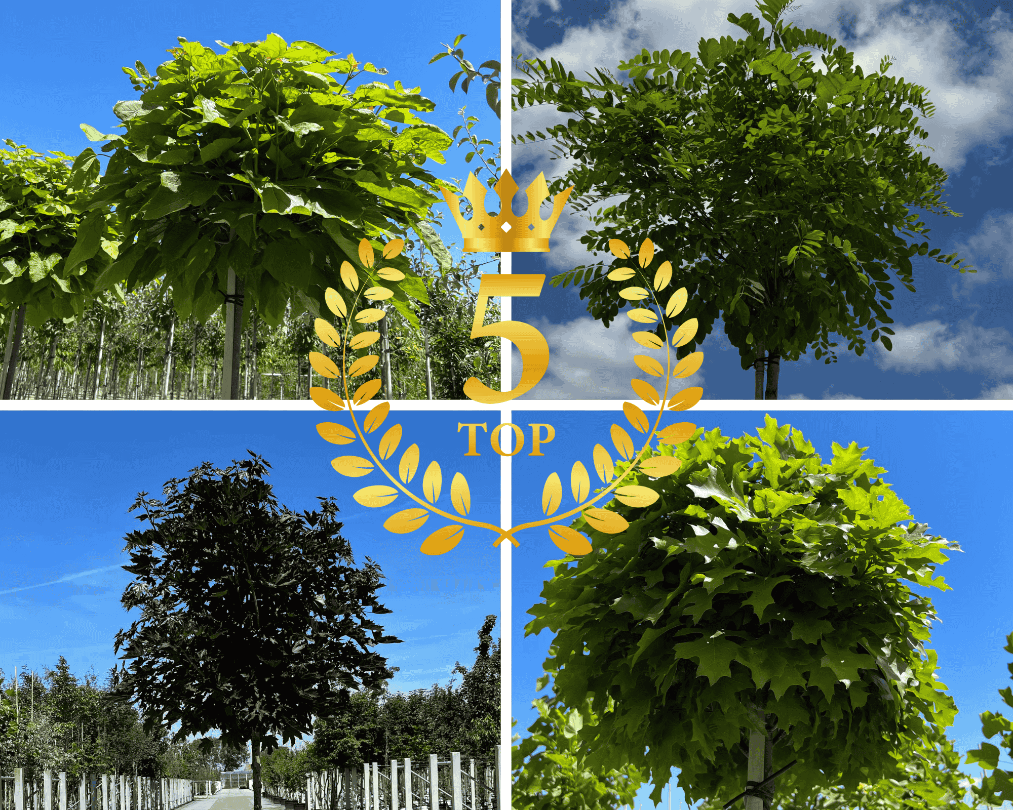 Top 5 Kugelbäume