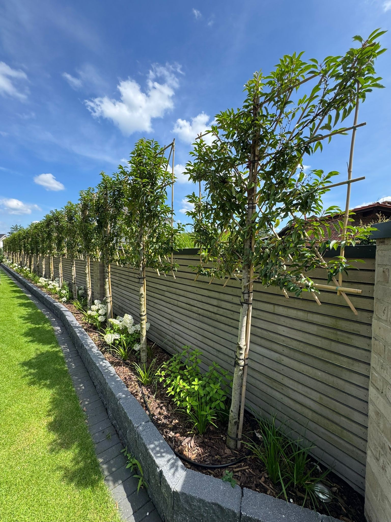 Immergrüne Spalierbäume Immergrüne Spalierbäume