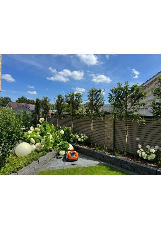 Portugiesischer Kirschlorbeer Spalier | Prunus lusitanica