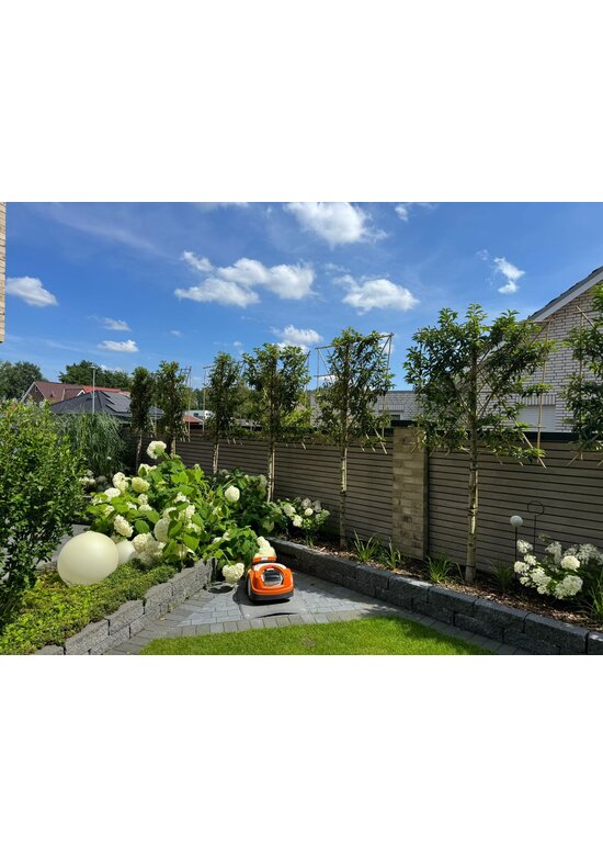 Portugiesischer Kirschlorbeer Spalier | Prunus lusitanica