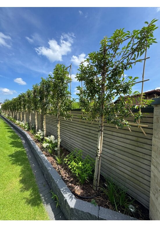 Portugiesischer Kirschlorbeer Spalier | Prunus lusitanica