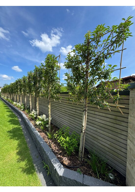 Portugiesischer Kirschlorbeer Spalier | Prunus lusitanica Portugiesischer Kirschlorbeer Spalier | Prunus lusitanica
