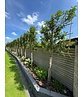 Portugiesischer Kirschlorbeer Spalier | Prunus lusitanica Portugiesischer Kirschlorbeer Spalier | Prunus lusitanica