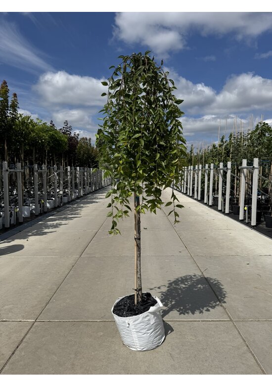 Trauer-Zierkirsche 'Snow Fountains' | Prunus 'Snow Fountains'