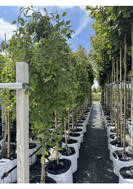 Trauer-Zierkirsche 'Snow Fountains' | Prunus 'Snow Fountains'