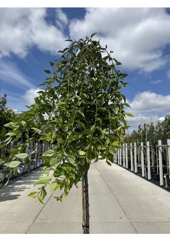 Trauer-Zierkirsche 'Snow Fountains' | Prunus 'Snow Fountains'