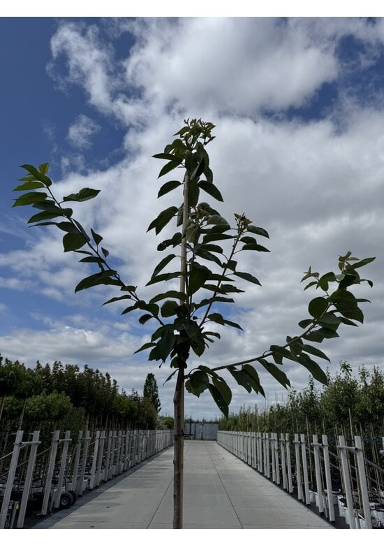 Süßkirsche 'Große Schwarze Knorpelkirsche' | Prunus avium 'Große Schwarze Knorpelkirsche'
