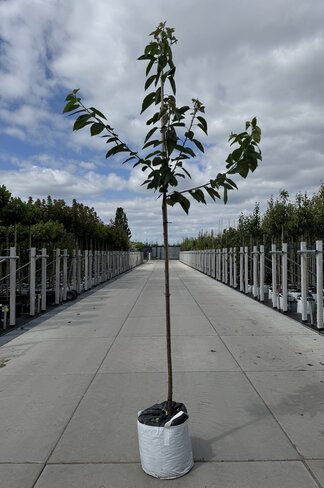 Süßkirsche 'Große Schwarze Knorpelkirsche' | Prunus avium 'Große Schwarze Knorpelkirsche' Süßkirsche 'Große Schwarze Knorpelkirsche' | Prunus avium 'Große Schwarze Knorpelkirsche'