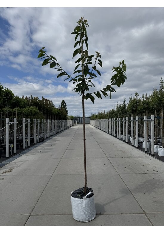 Süßkirsche 'Große Schwarze Knorpelkirsche' | Prunus avium 'Große Schwarze Knorpelkirsche'