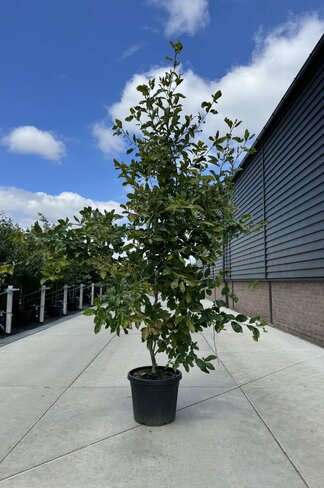 Tupelobaum 'Wildfire' - Mehrstämmig | Nyssa sylvatica 'Wildfire' Tupelobaum 'Wildfire' - Mehrstämmig | Nyssa sylvatica 'Wildfire'