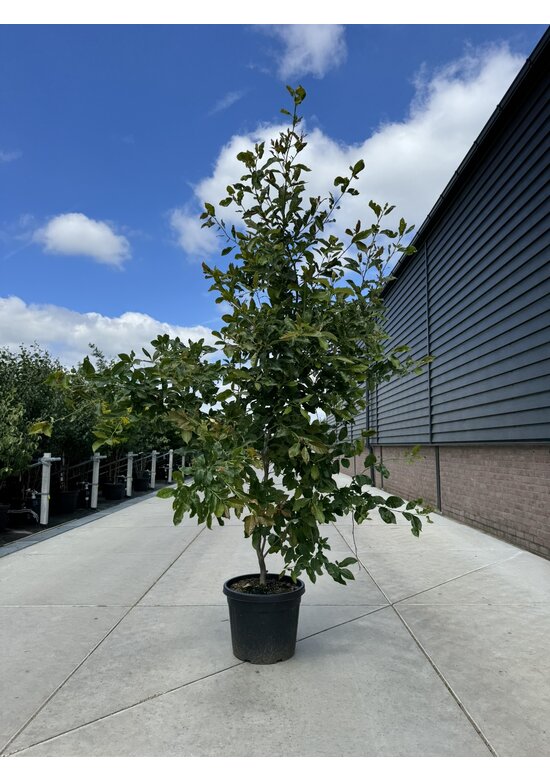 Tupelobaum 'Wildfire' Mehrstämmig | Nyssa sylvatica 'Wildfire'