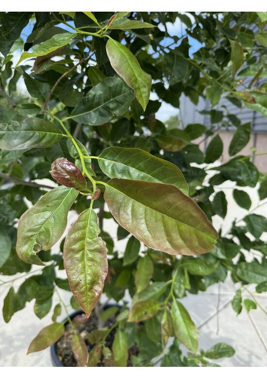 Tupelobaum 'Wildfire' Mehrstämmig | Nyssa sylvatica 'Wildfire'