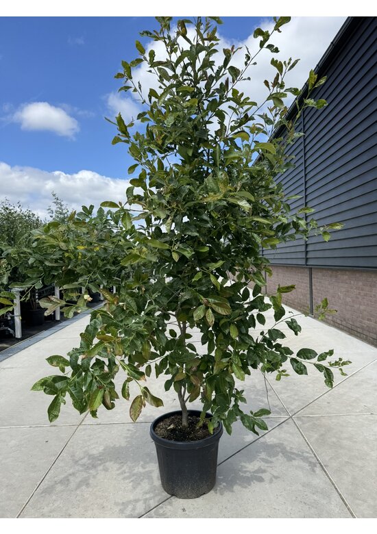 Tupelobaum 'Wildfire' Mehrstämmig | Nyssa sylvatica 'Wildfire'