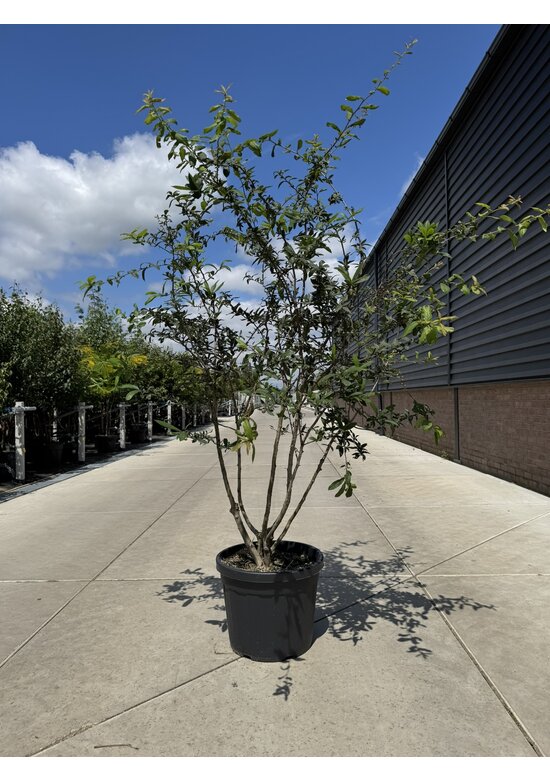 Deutsche Mispel Mehrstämmig | Mespilus germanica