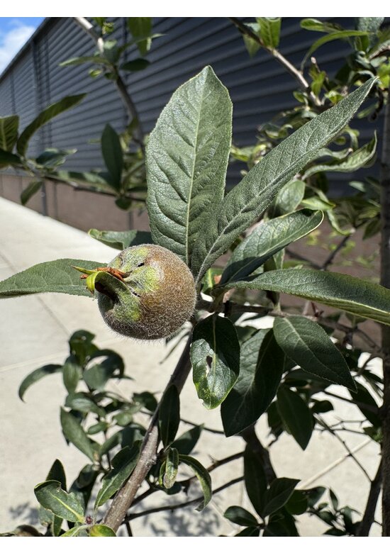 Deutsche Mispel Mehrstämmig | Mespilus germanica